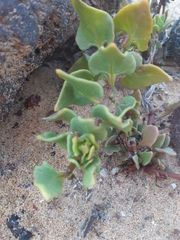 Patellifolia procumbens image