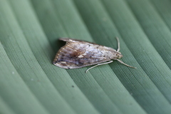 Evergestis rimosalis
