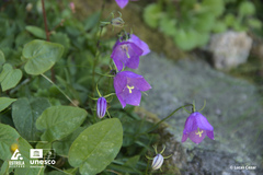 Campanula herminii