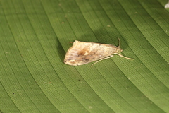 Evergestis rimosalis