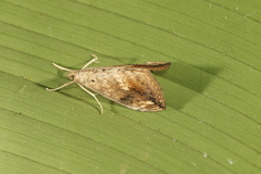 Evergestis rimosalis
