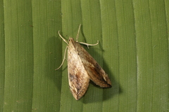 Evergestis rimosalis