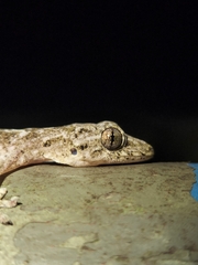 Gekko chinensis