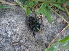 Sericotrupes niger