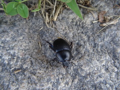 Sericotrupes niger