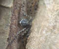 Philodromus spinitarsis