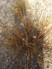 Santolina rosmarinifolia