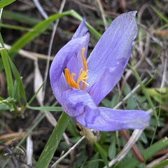 Crocus nudiflorus
