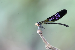 Euphaea aspasia