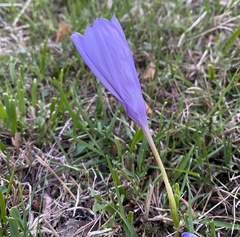 Crocus nudiflorus