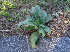 Cynoglossum creticum