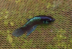 Betta kuehnei