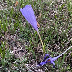 Crocus nudiflorus