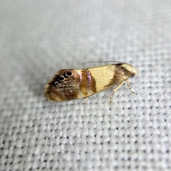 Eupselia callidyas