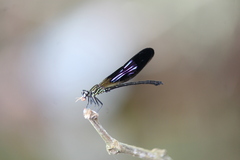 Euphaea aspasia