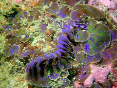Pteraeolidia ianthina