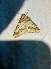Erannis defoliaria
