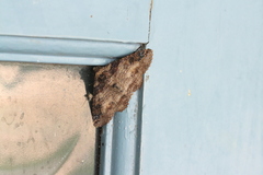 Pericyma cruegeri