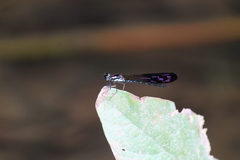 Heliocypha angusta