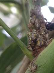 Aetalion reticulatum