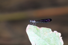 Heliocypha angusta