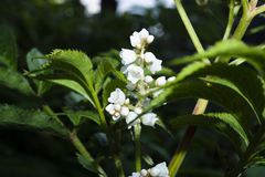Koenigia campanulata