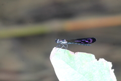 Heliocypha angusta