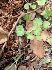 Geranium molle