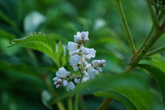 Koenigia campanulata