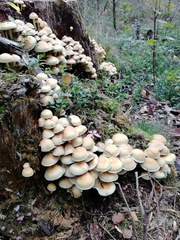 Hypholoma fasciculare