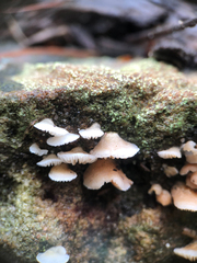 Crepidotus variabilis