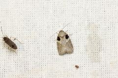 Lepidoptera