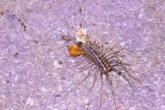 Thereuopoda clunifera