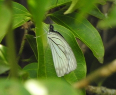 Pareronia hippia