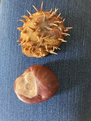 Aesculus hippocastanum