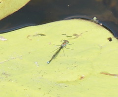 Austrocnemis splendida