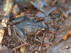 Arthroleptis affinis