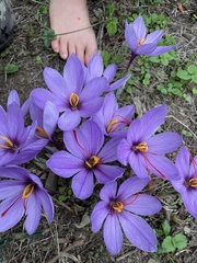 Crocus sativus