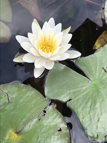 American white waterlily (Nymphaea odorata)