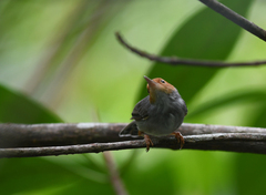 Orthotomus ruficeps