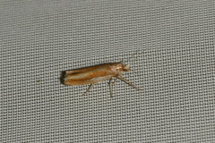 Ypsolopha parenthesella