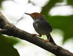 Orthotomus ruficeps