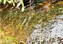 Hydrocharitaceae