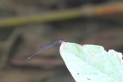 Prodasineura verticalis