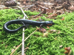 Plethodon jordani