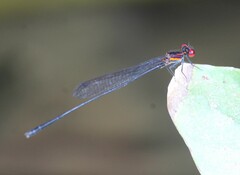 Prodasineura verticalis