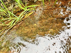 Hydrocharitaceae