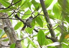 Rhipidura javanica