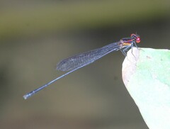 Prodasineura verticalis