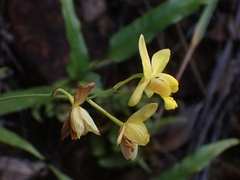 Spathoglottis pubescens